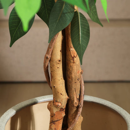 Artificial Ficus Tree with Natural Curved Trunk